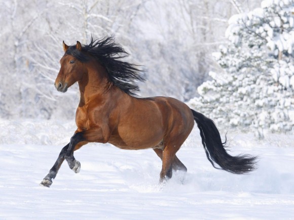 Cheval marron 2025 et noir