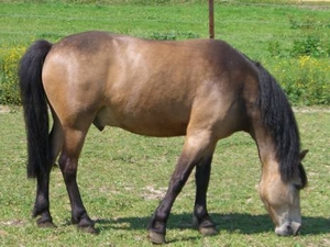 louvet