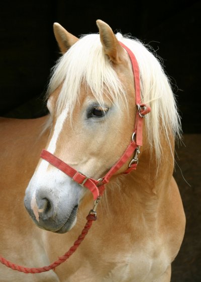 palomino